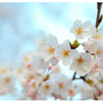 【Monthly】2022年3月メキシコペソ円トレード