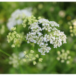 【Monthly】2023年6月メキシコペソ円トレード