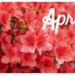 【Monthly】2024年4月メキシコペソ円トレード