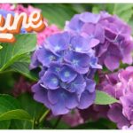 【Monthly】2024年6月メキシコペソ円トレード