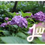 【Monthly】2025年6月メキシコペソ円トレード