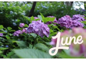 【Monthly】2025年6月メキシコペソ円トレード